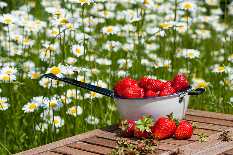 Bild på jordgubbar och blommor