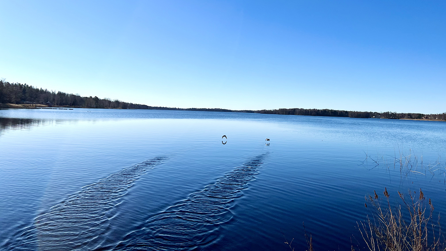 Bild över Osbysjön där änder lyfter från vattnet. 